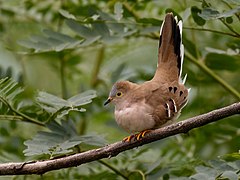 Description de l'image Uropelia campestris - Long-tailed Ground Dove; Corumbá, Mato Grosso do Sul, Brazil.jpg.