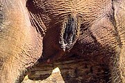 Vulva einer asiatischen Elefantenkuh (Elephas maximus)