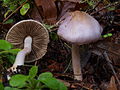 Lilaseidiger Risspilz Inocybe lilacina s. l.