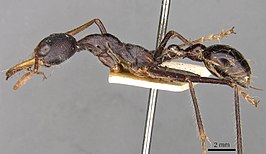 Myrmecia arnoldi