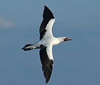 ngutulei fakapūloaʻi