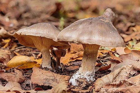 Clitocybe nebularis with deformity on the cap