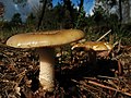 Amanita gemmata