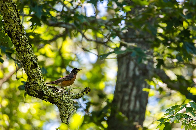 File:American robin (51292702956).jpg