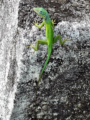 Anolis marmoratus LC - least concern (ei trüüwet)