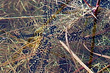 Egg strings of common toad