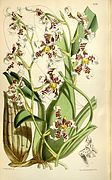 Cyrtochilum zebrinum