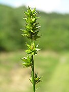 Carex chabertii