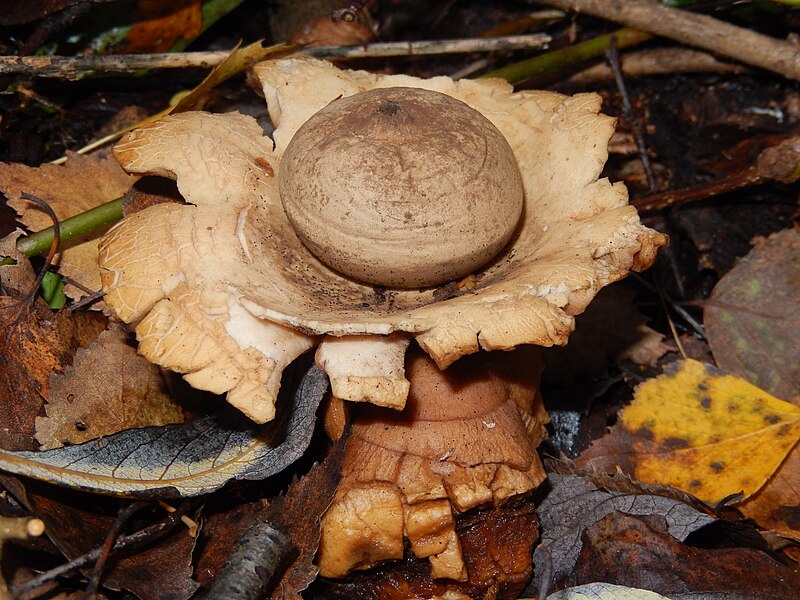 File:Collared Earthstar Geastrum triplex at Gunnersbury Triangle.JPG