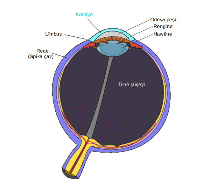 File:Cornea ku.png