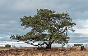 Un pin sylvestre dans le Delleboersterheide (nl) et It Fryske Gea (nl) en Frise.