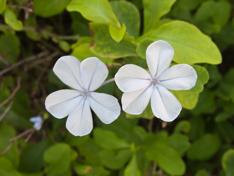 File:Flor - Quintana Roo - México-4.jpg