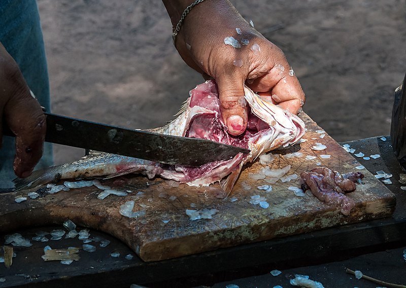 File:Gutting fish in Isla Margarita.JPG