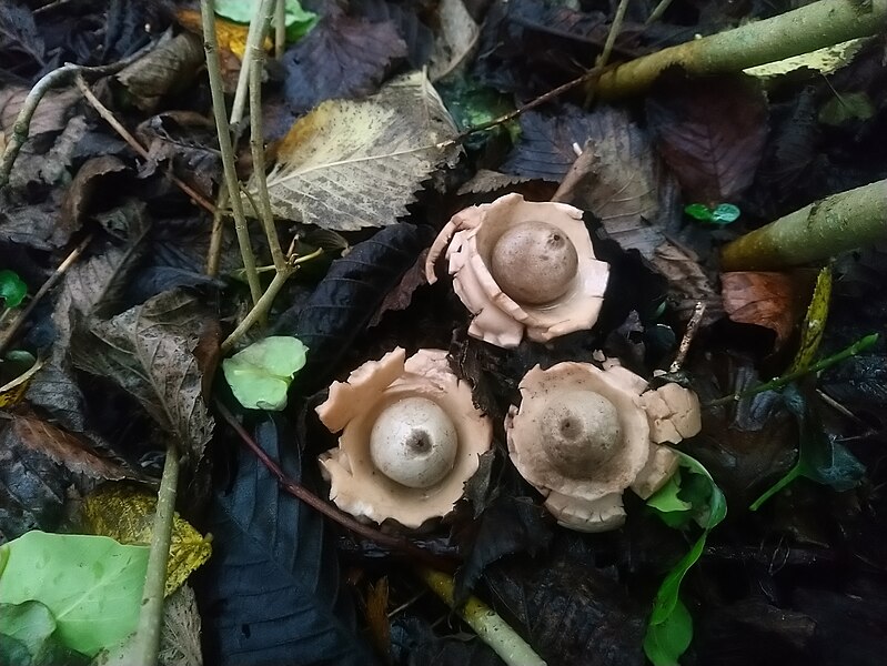 File:Geastrum triplex 53802112.jpg