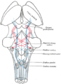 Scheme showing the course of the fibers of the lemniscus; medial lemniscus in blue, lateral in red.