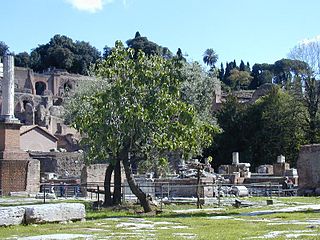 l'olivo, la vite, il fico al centro del Foro