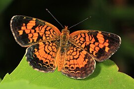 Phyciodes tharos