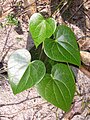 Sarcopetalum harveyanum