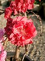 bonsai(Prunus persica)