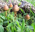 Psilocybe mexicana de Jalisco, Mexico