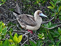 ngutulei veʻekula