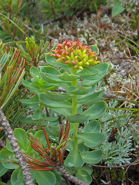 File:Rhodiola rosea 02.jpg