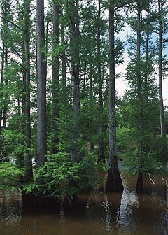 Mocsárciprus, Louisiana