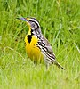 Western Meadowlark