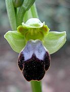 Ophrys fusca