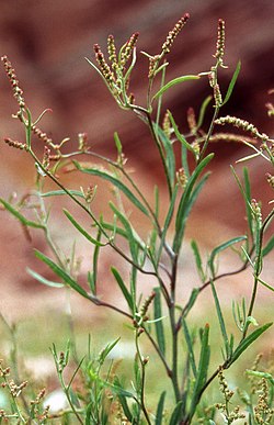 Jūrmalas balodene (Atriplex littoralis)