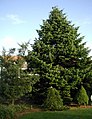 Abies nordmanniana