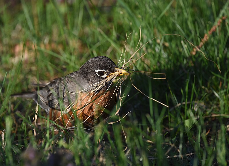 File:American Robin - 27987848728.jpg