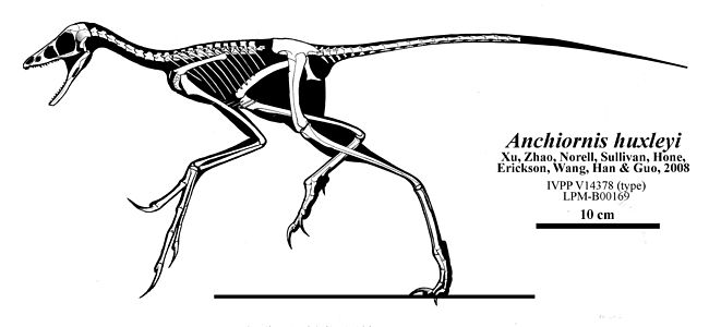 Restes fòssils d'Anchiornis