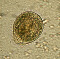 Balanditium, protozoário ciliado.