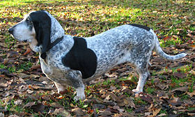 Basset bleu de Gascogne