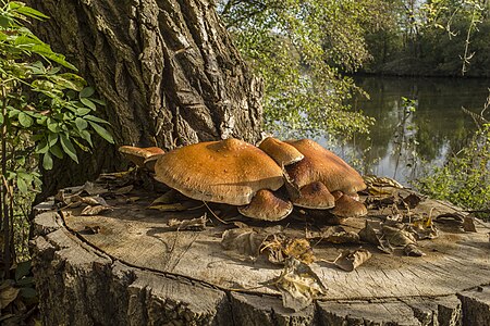 Baumpilz nahe Krimmerswörthsee südlich von Zeil am Main