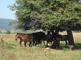 Borika (Rogatica)