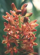 Cymbidium floribundum