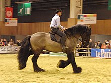 Gros cheval au trot vu de profil monté par un homme.