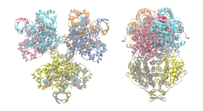 File:Citrate-synthase Acetobacter 2H12.png