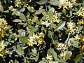 Corokia virgata