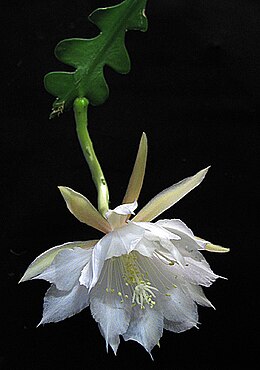 Epiphyllum anguliger