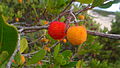 Fruits madurs