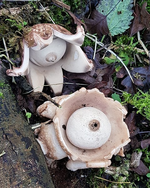 File:Geastrum triplex 105301708.jpg