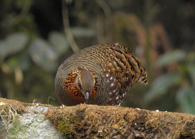 File:Hill partridge 07.jpg