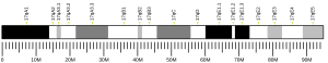 Chromosome 17 (mouse)