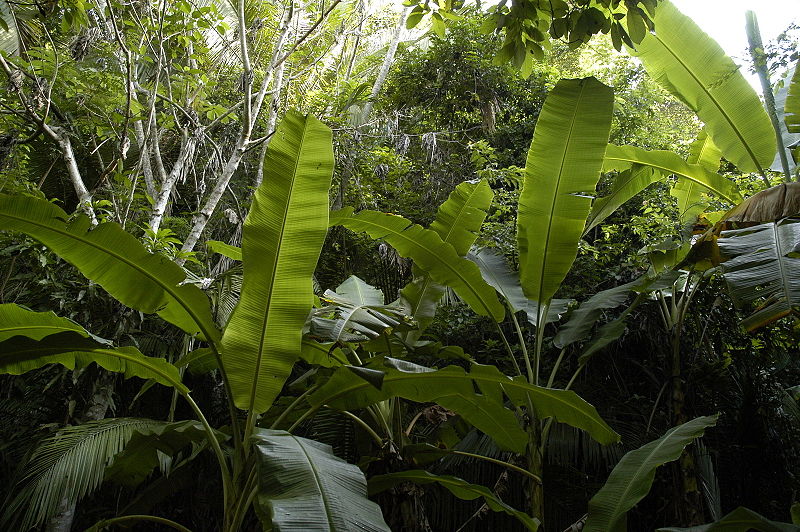 File:Jungle.jpg