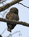 Jungle owlet