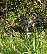 Jaguar (Panthera onca) female walking in the grass ... (48675637483).jpg