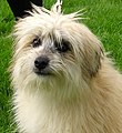 Pyrenean Shepherd